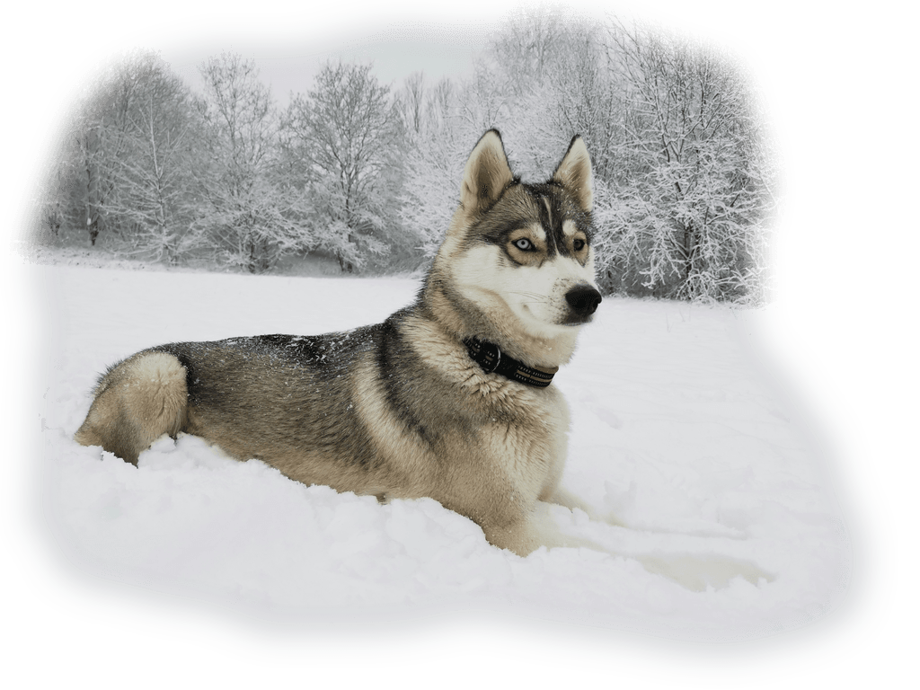 Bellona, our family husky lying in the snow