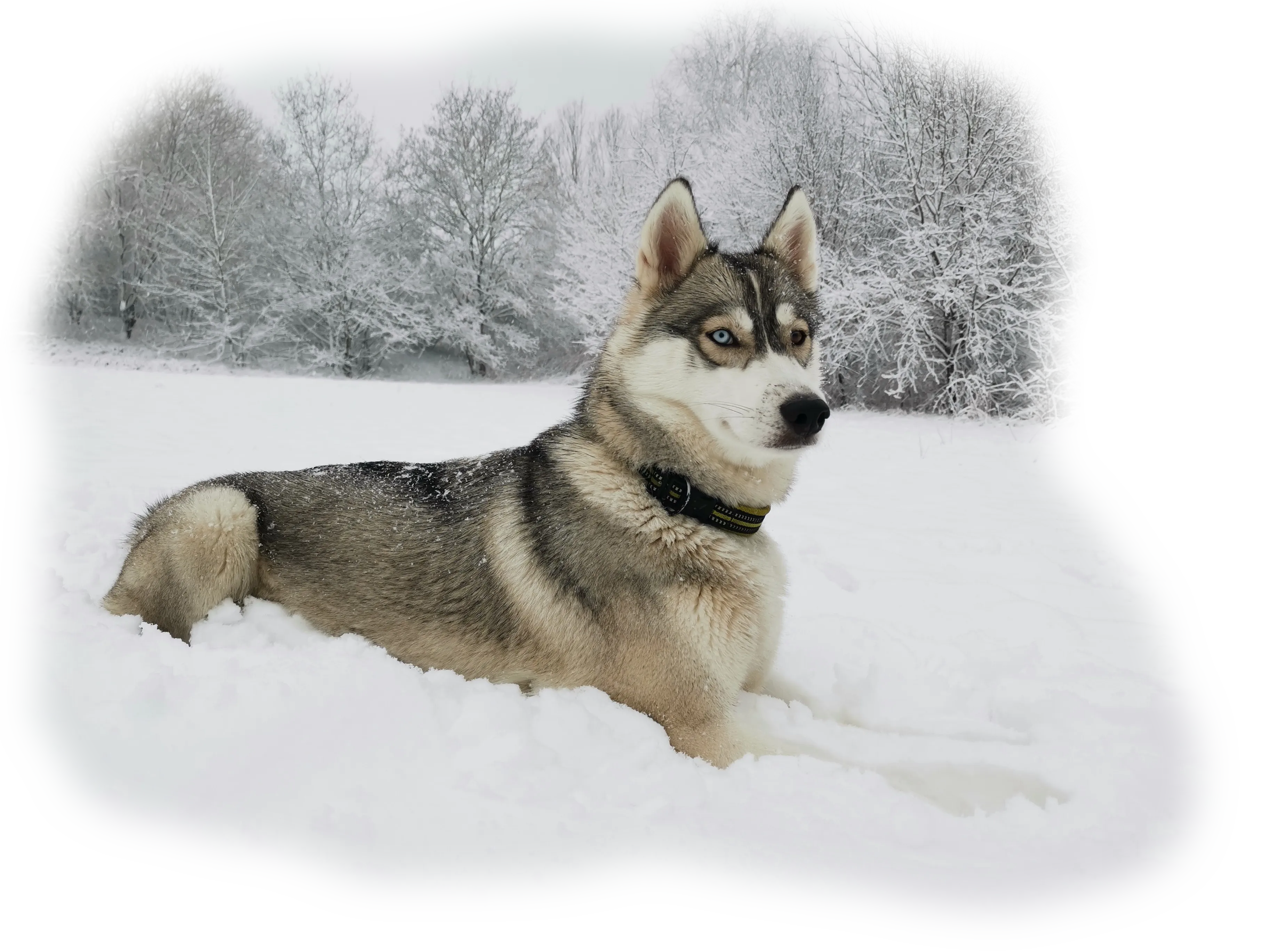 Bellona, our family husky lying in the snow